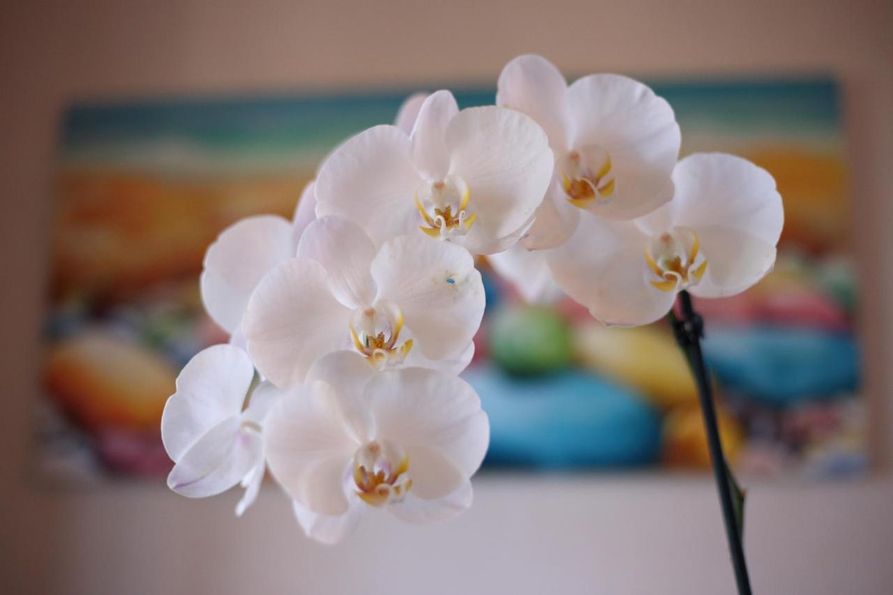 B&B Villa Orchidea Рикади Екстериор снимка