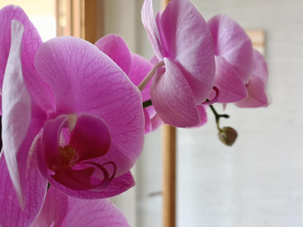 B&B Villa Orchidea Рикади Екстериор снимка